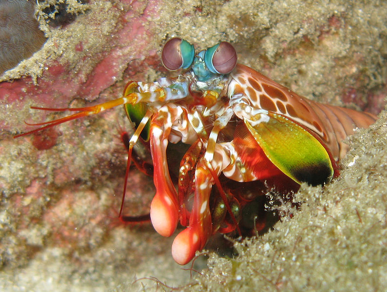 Odontodactylus Scyllarus mantis shrimp Odontodactylus Scyllarus mantis shrimp